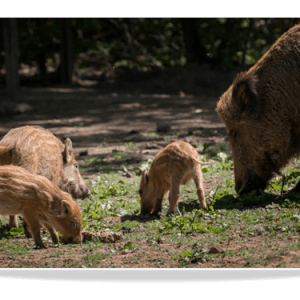 Dubbele Kaart - Everzwijn met jongen