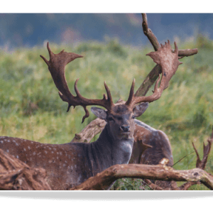 Dubbele Kaart - Damhert