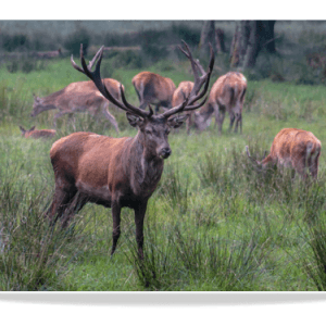 Dubbele Kaart - Edelhert