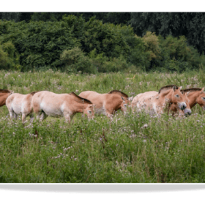Dubbele Kaart - Preswalski Paarden