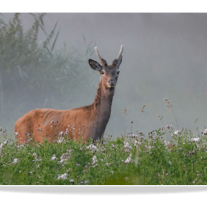 Dubbele Kaart - Edelhert