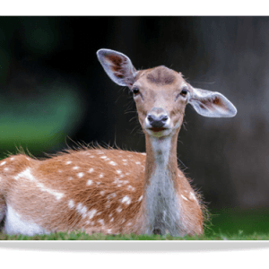 Dubbele Kaart - Damhert