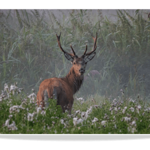 Dubbele Kaart - Edelhert