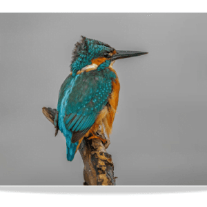 Dubbele Kaart - IJsvogel