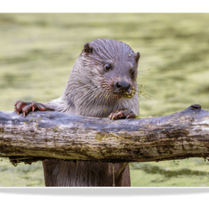 Dubbele Kaart - Otter