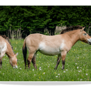 Dubbele Kaart - Preswalski Paarden