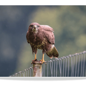 Dubbele Kaart - Buizerd