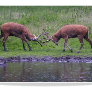 Dubbele Kaart - Pater Davidshert