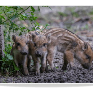 Dubbele Kaart - Jonge Everzwijnen