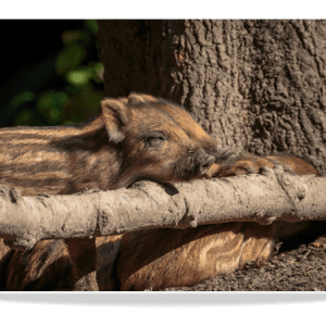 Dubbele Kaart - Jonge Everzwijnen