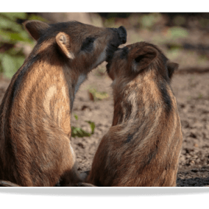 Dubbele Kaart - Jonge Everzwijnen