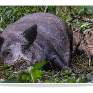Dubbele Kaart - Everzwijn met jongen