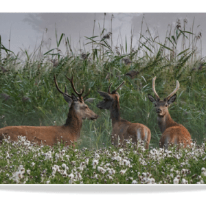 Dubbele Kaart - Edelhert