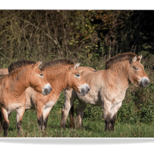 Dubbele Kaart - Preswalski Paarden