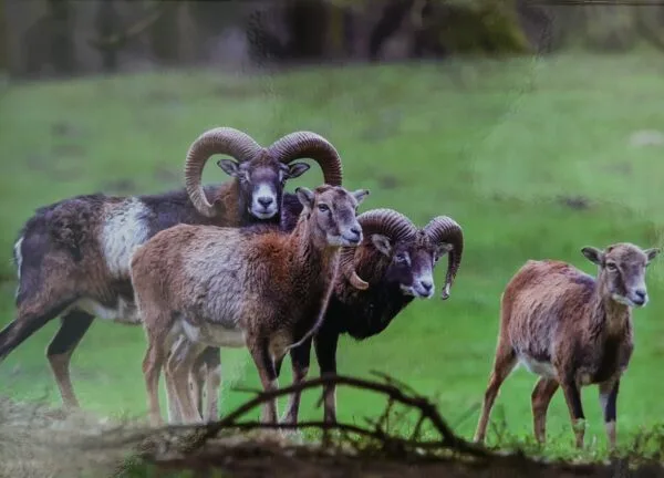 Dubbele Kaart - Moeflon