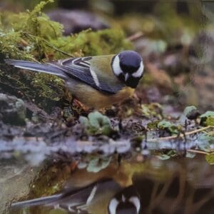 Dubbele Kaart - Koolmees