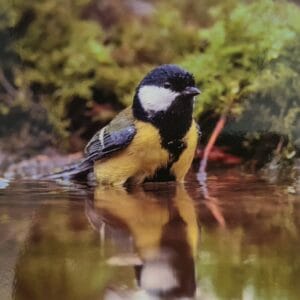 Dubbele Kaart - Koolmees