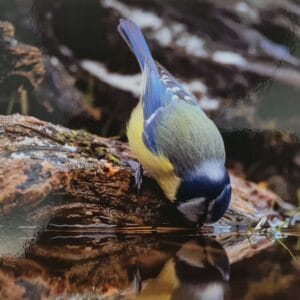 Dubbele Kaart - Pimpelmees