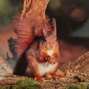 Dubbele Kaart - Eekhoorn