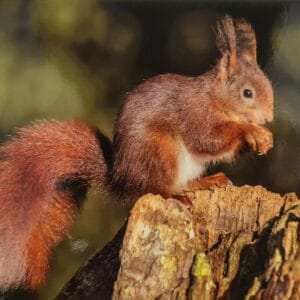 Dubbele Kaart - Eekhoorn