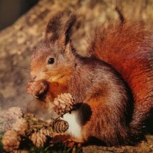 Dubbele Kaart - Eekhoorn