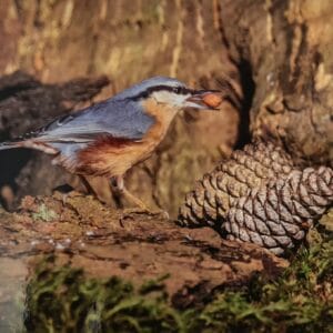 Dubbele Kaart - Boomklever