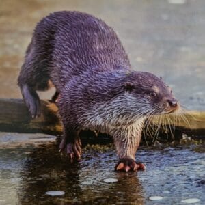 Dubbele Kaart - kleine Klauwotter