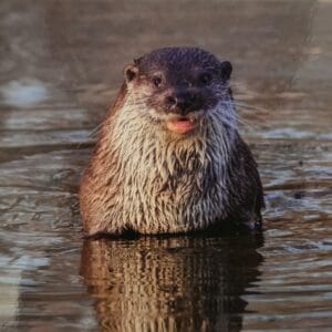 Dubbele Kaart - kleine Klauwotter