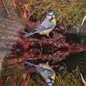 Dubbele Kaart - Pimpelmees