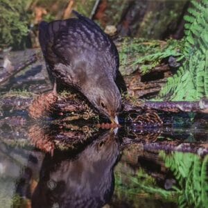 Dubbele Kaart - Merel