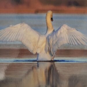 Dubbele Kaart - Zwaan