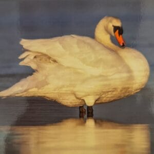 Dubbele Kaart - Zwaan