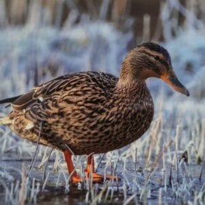 Dubbele Kaart - Eend