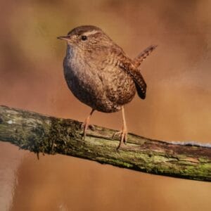 Dubbele Kaart - Winterkoninkje