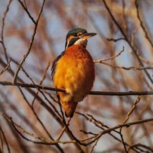 Dubbele Kaart - IJsvogel
