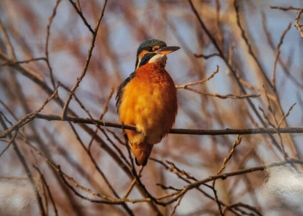 Dubbele Kaart - IJsvogel