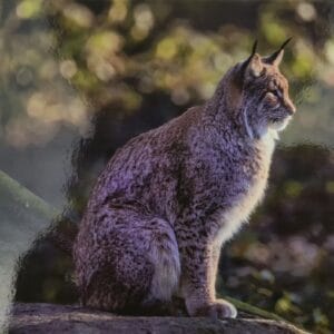 Dubbele Kaart - Lynx