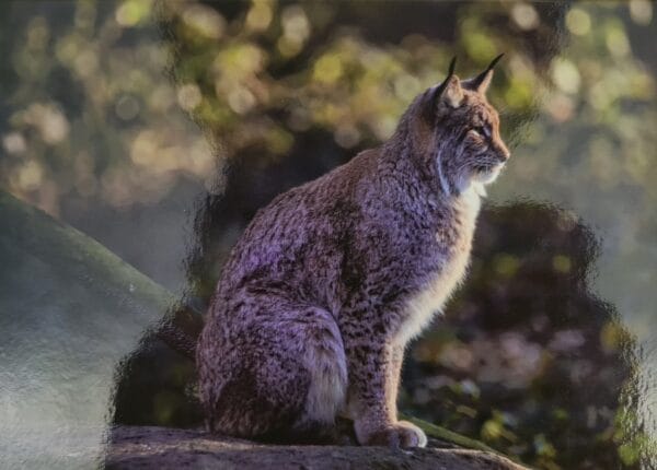 Dubbele Kaart - Lynx